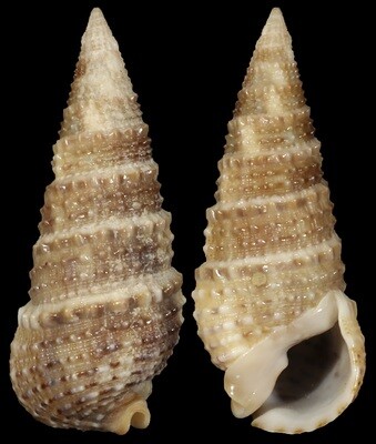 Rhinoclavis articulata