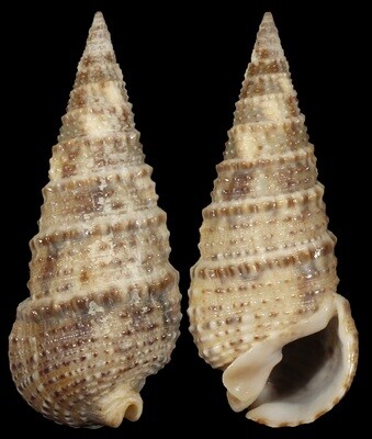 Rhinoclavis articulata