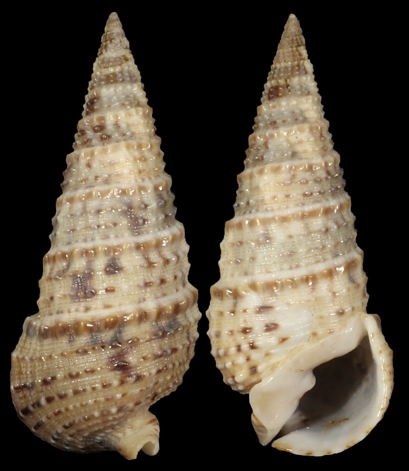 Rhinoclavis articulata