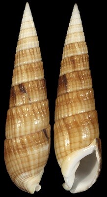 Rhinoclavis fasciata