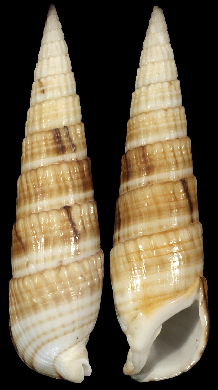 Rhinoclavis fasciata