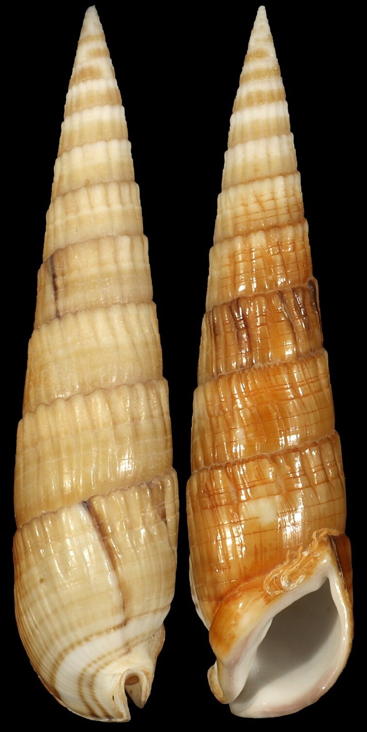 Rhinoclavis fasciata