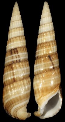 Rhinoclavis fasciata