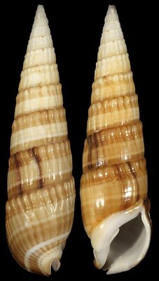 Rhinoclavis fasciata