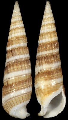 Rhinoclavis fasciata