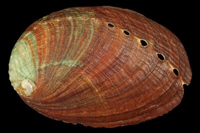 Haliotis diversicolor