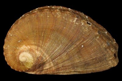 Haliotis mykonosensis