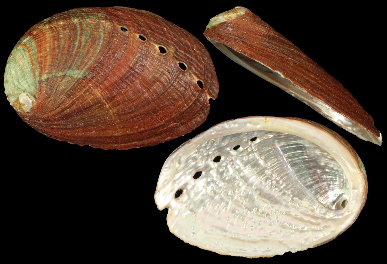 Haliotis diversicolor