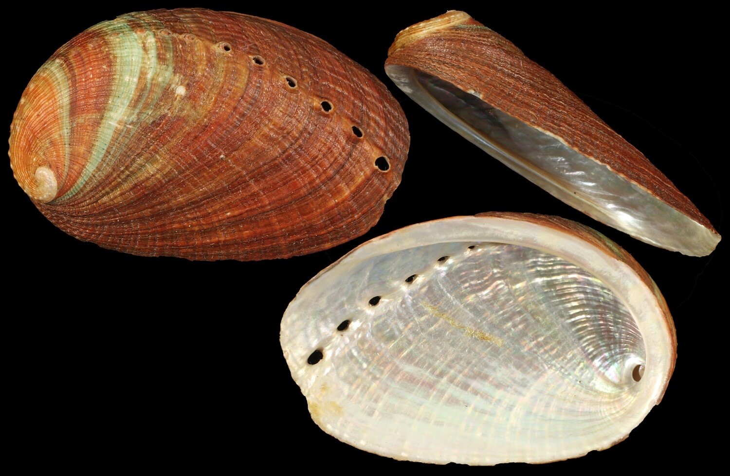 Haliotis diversicolor