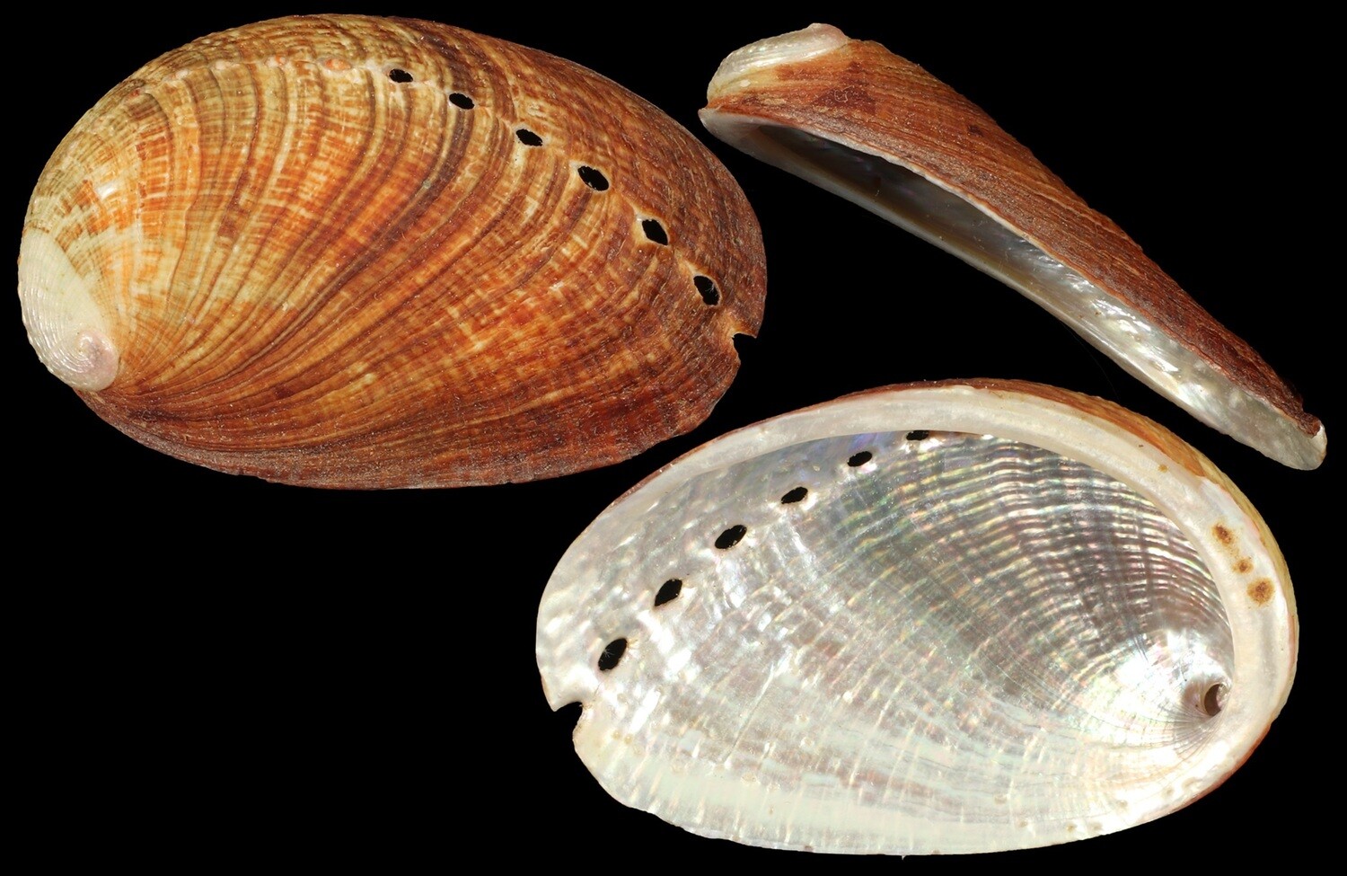Haliotis diversicolor