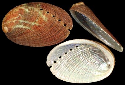 Haliotis diversicolor