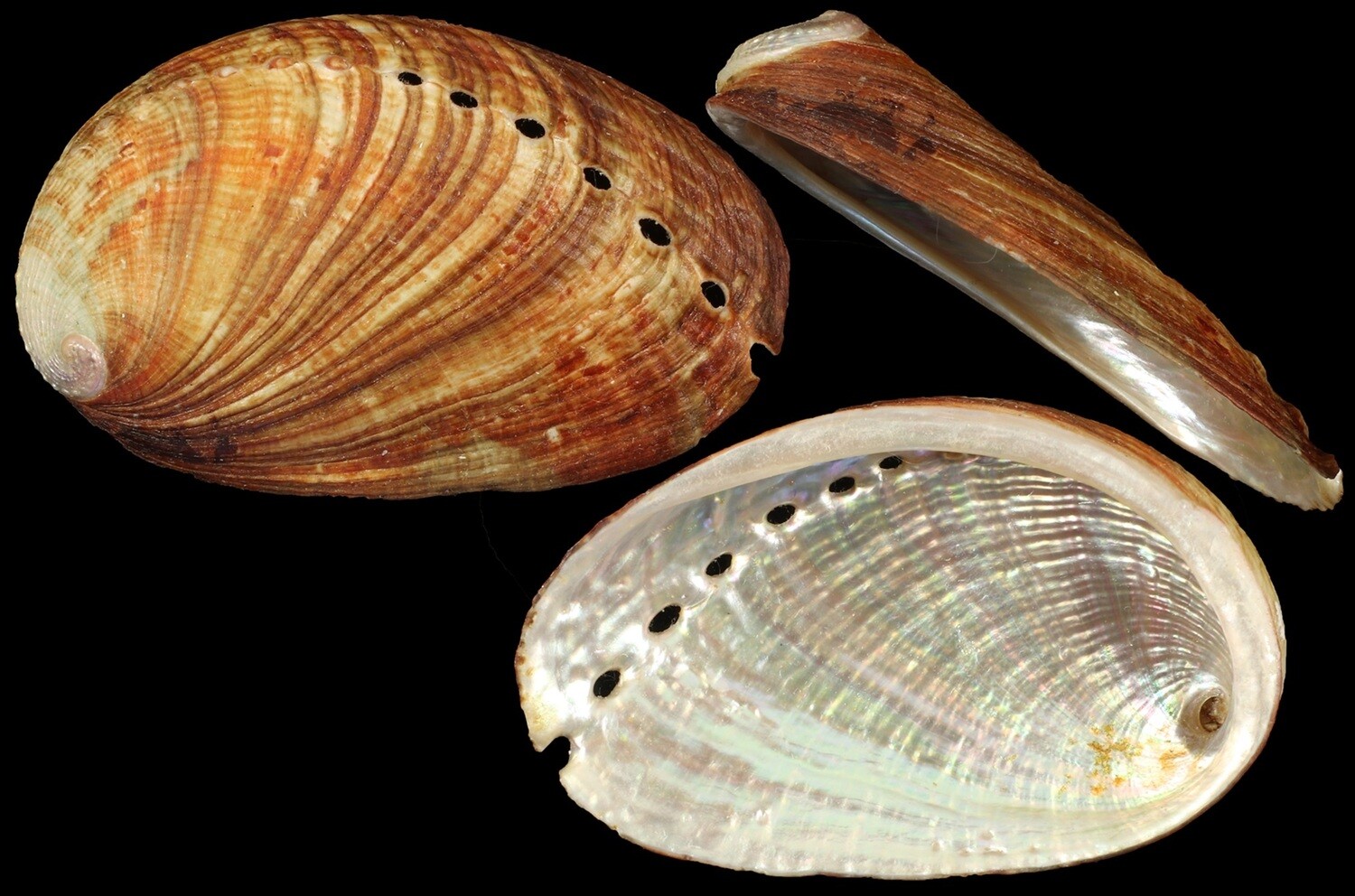Haliotis diversicolor