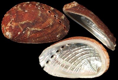 Haliotis diversicolor