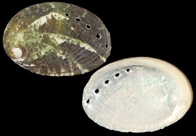 Haliotis glabra