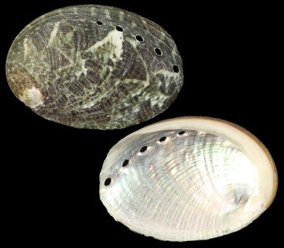 Haliotis glabra