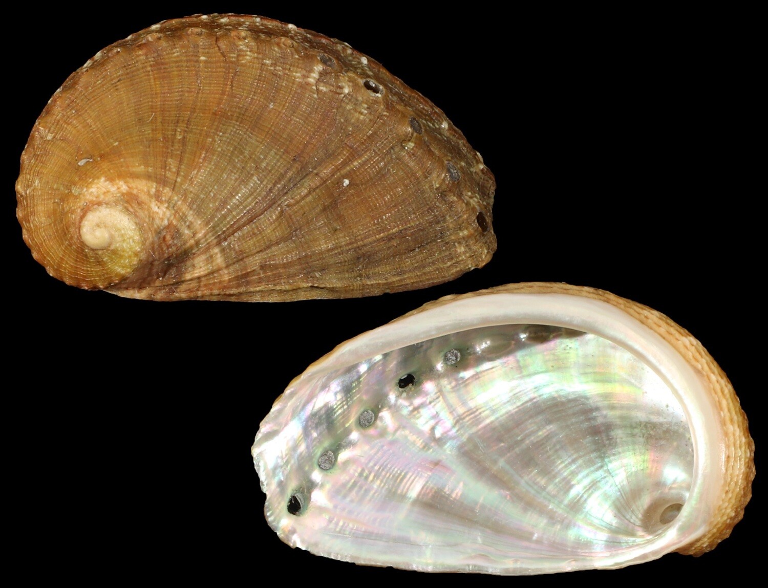 Haliotis mykonosensis
