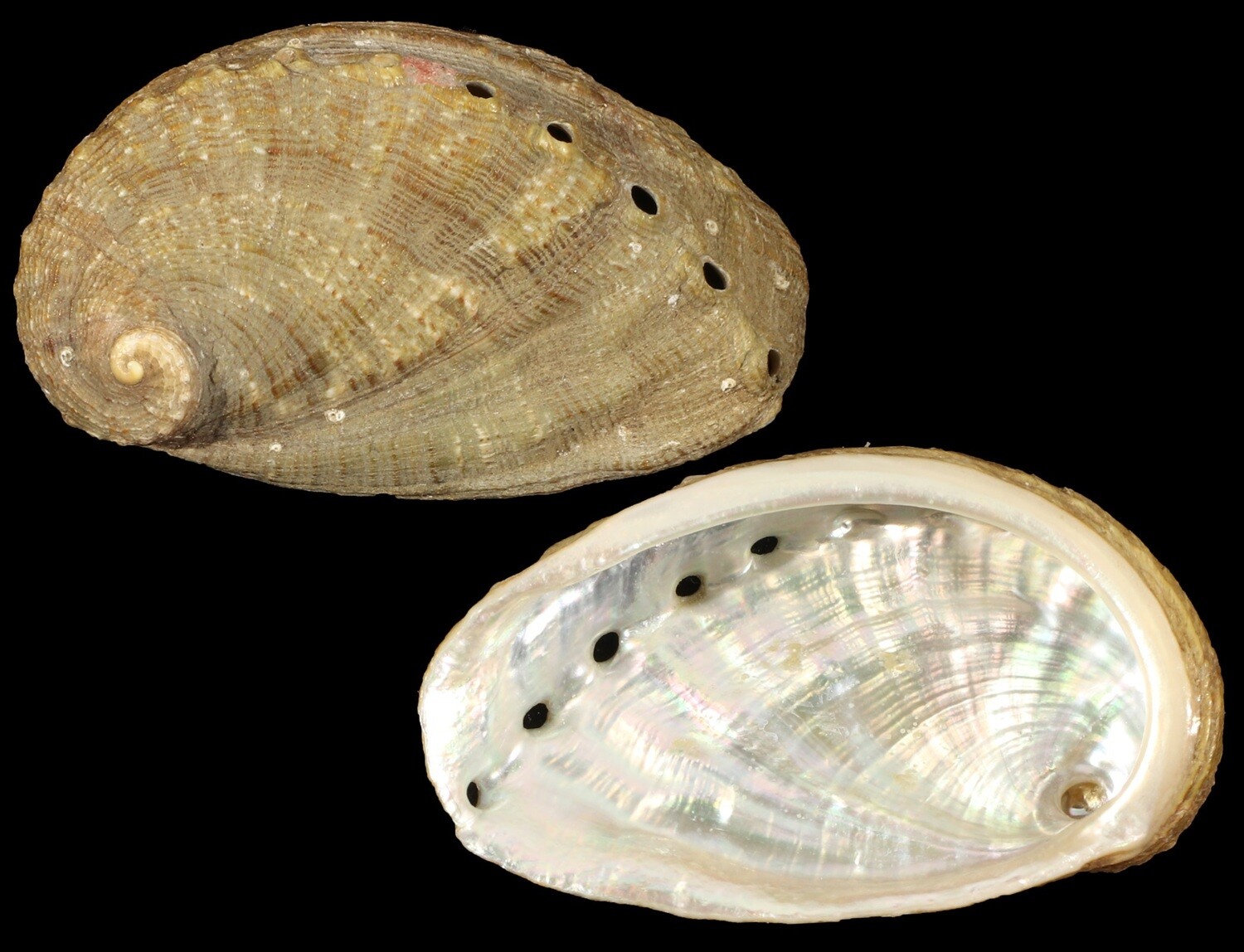 Haliotis mykonosensis