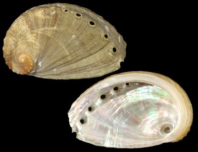Haliotis mykonosensis