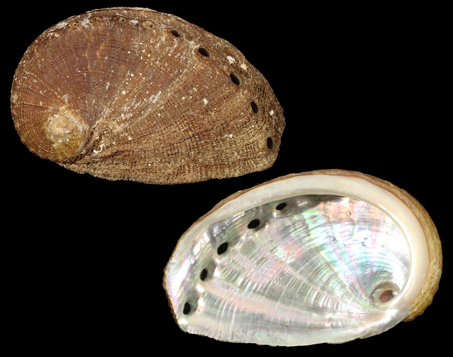 Haliotis mykonosensis