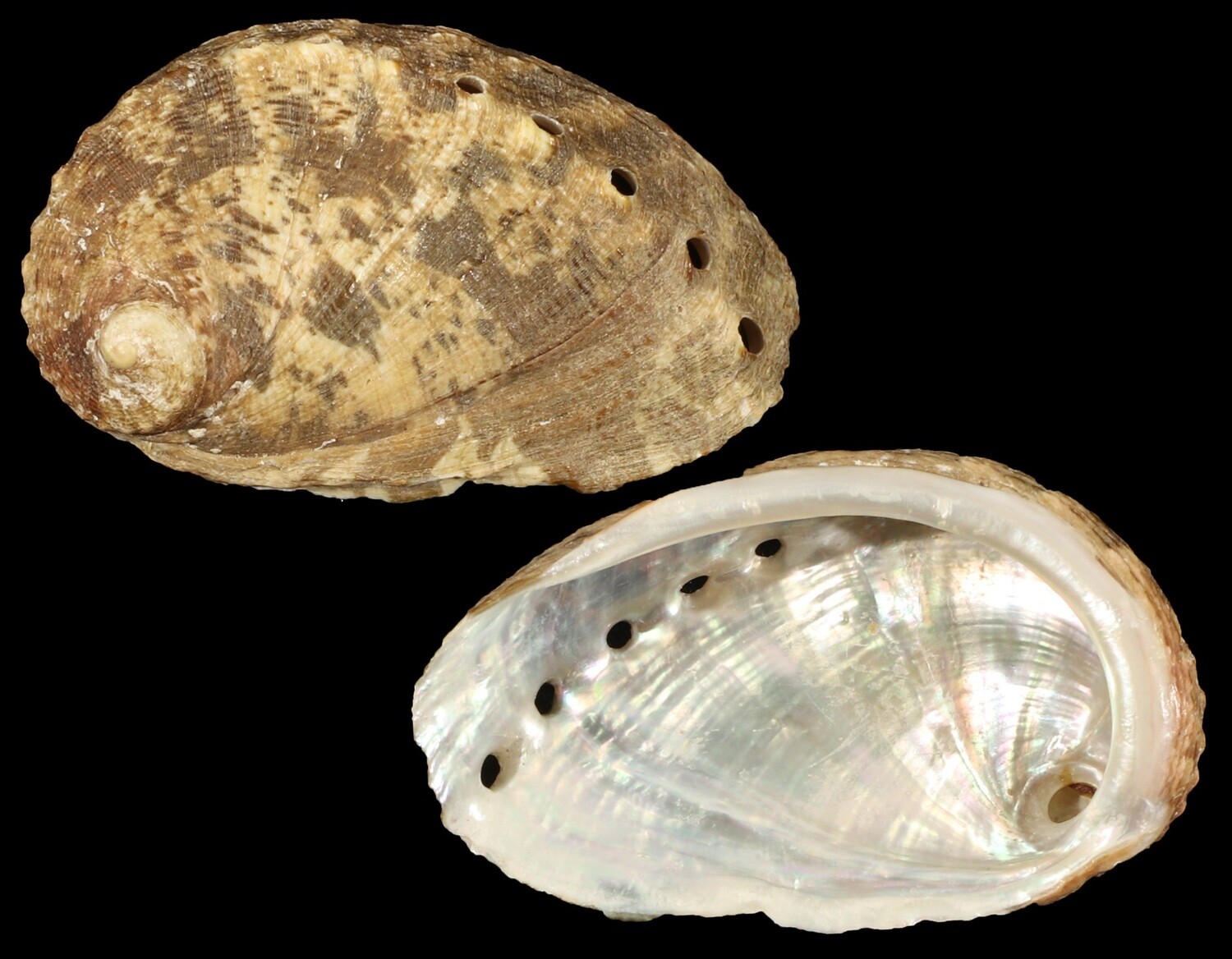 Haliotis mykonosensis