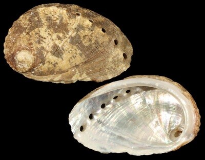 Haliotis mykonosensis