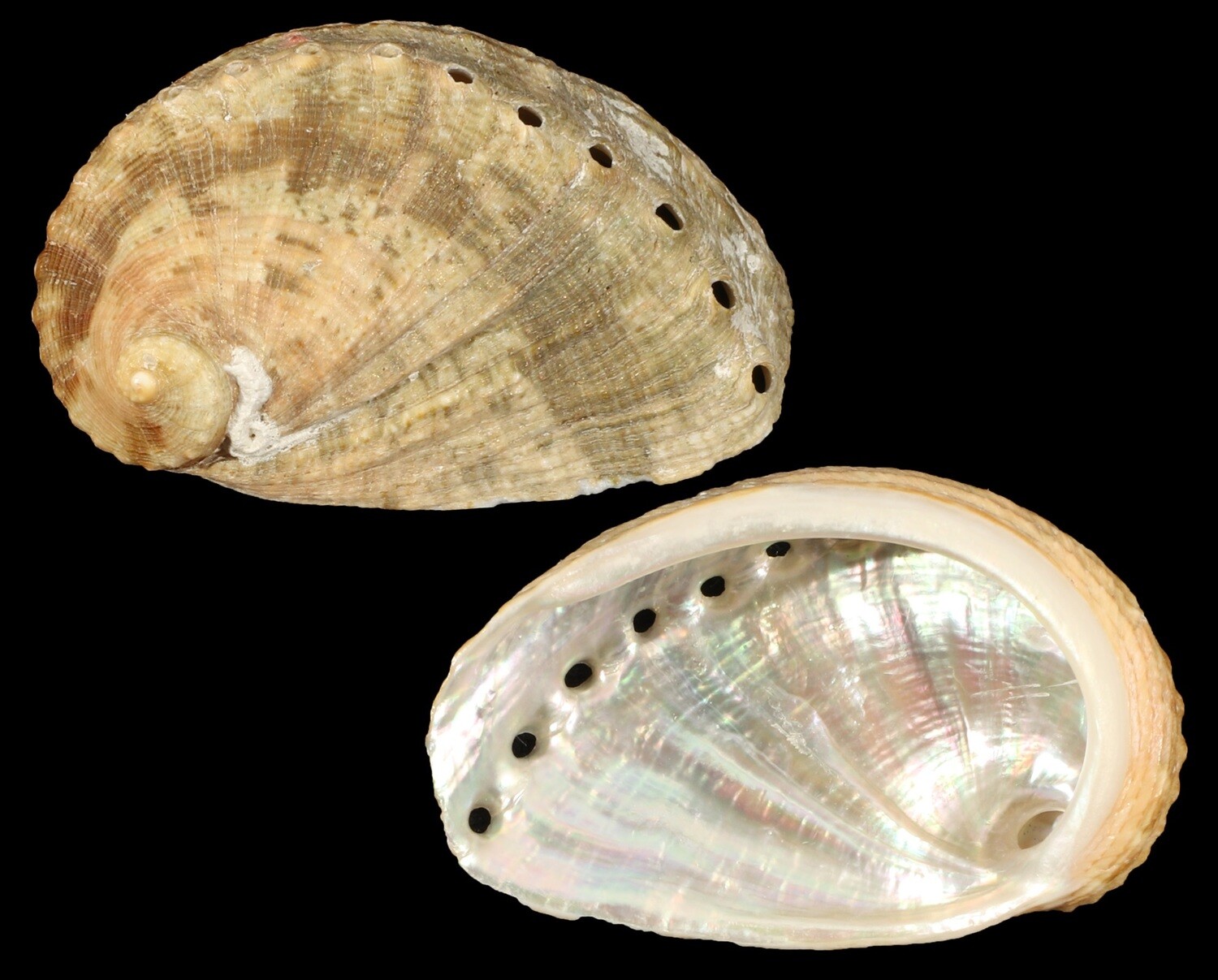 Haliotis mykonosensis