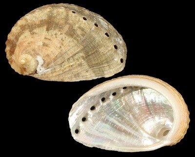 Haliotis mykonosensis