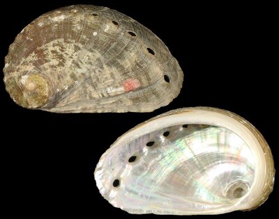 Haliotis mykonosensis