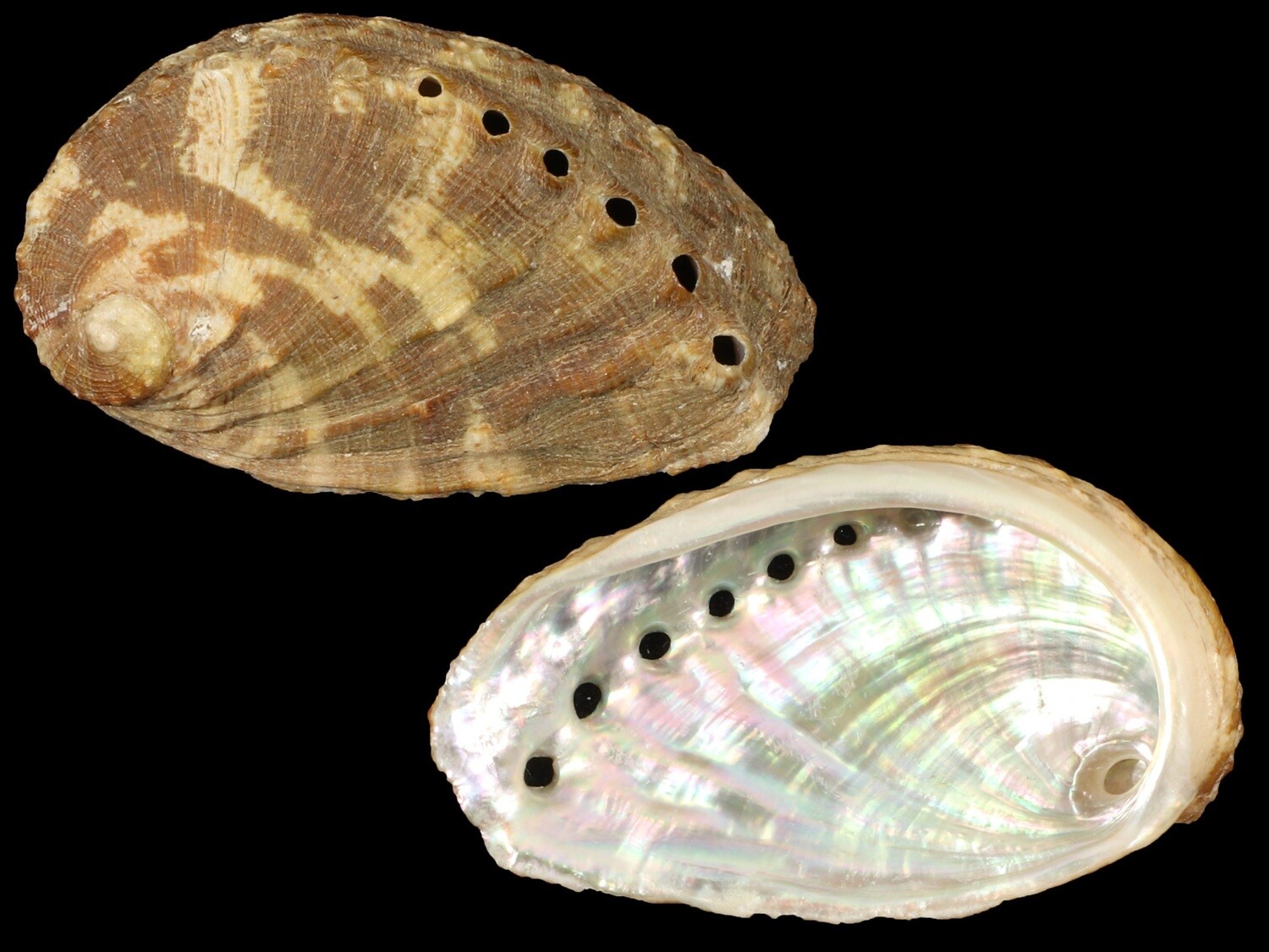 Haliotis mykonosensis