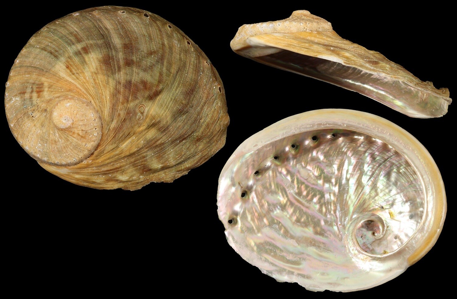 Haliotis rubra conicopora