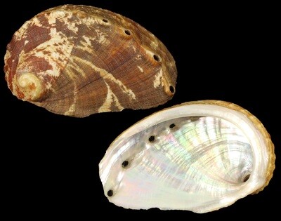 Haliotis mykonosensis