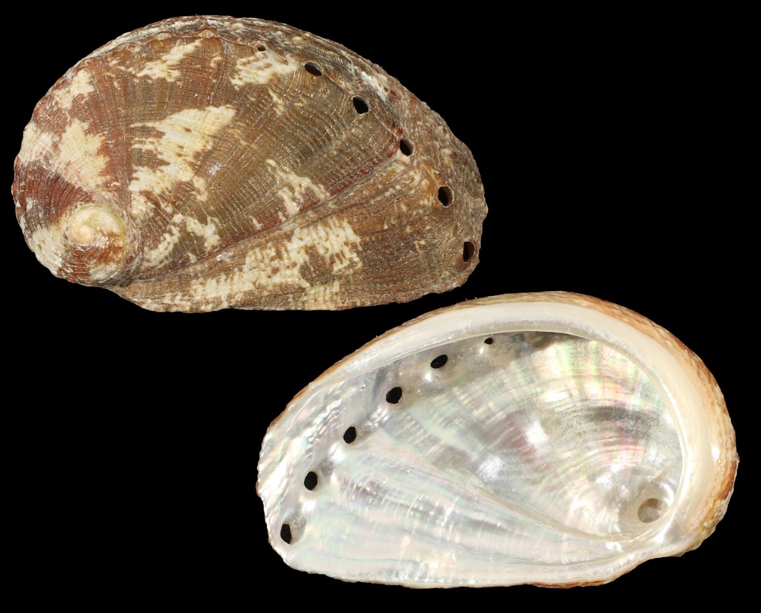 Haliotis mykonosensis