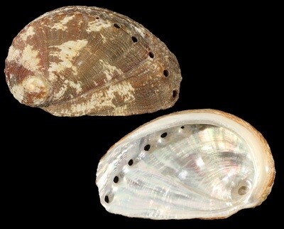 Haliotis mykonosensis