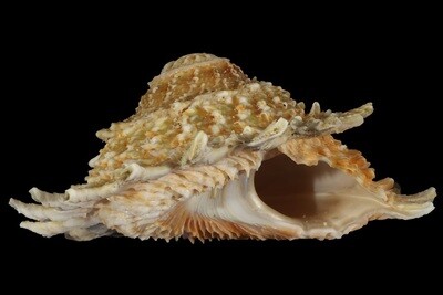 Lithopoma phoebium