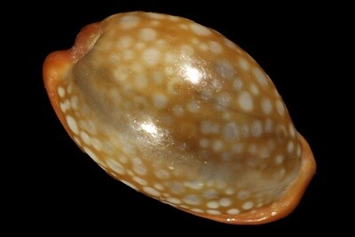 Naria citrina dauphinensis