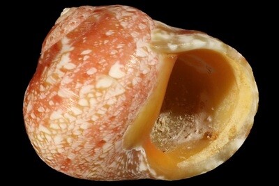 Chrysostoma paradoxum