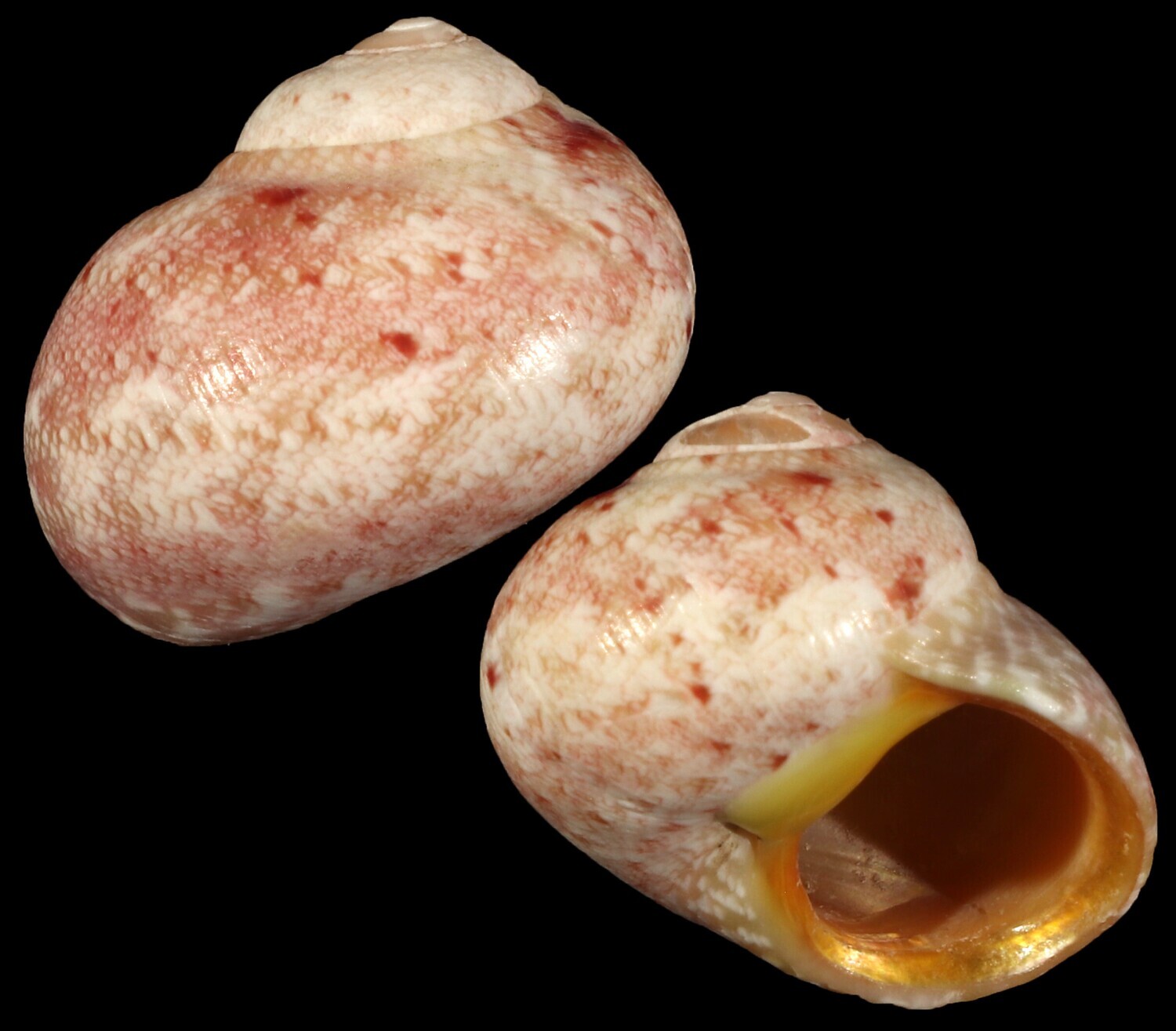 Chrysostoma paradoxum