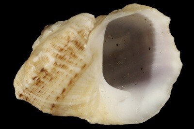 Indomodulus tectum