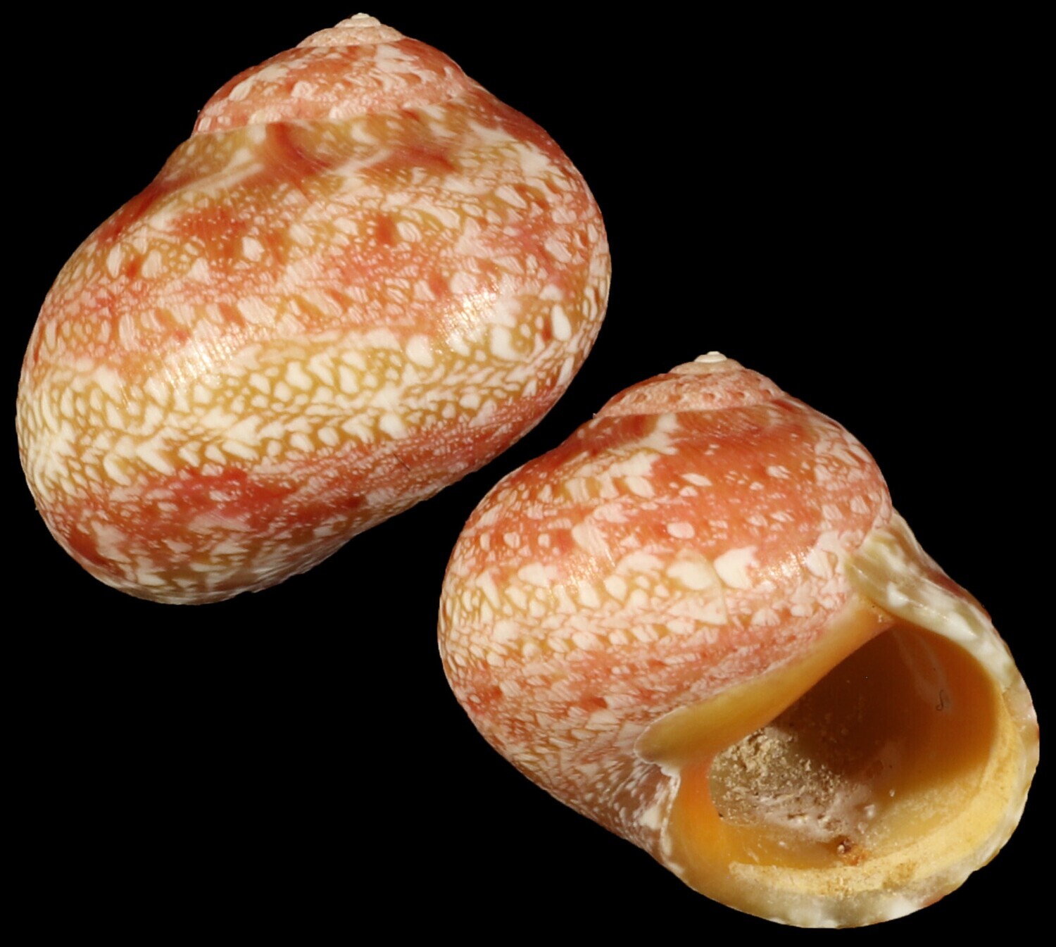 Chrysostoma paradoxum