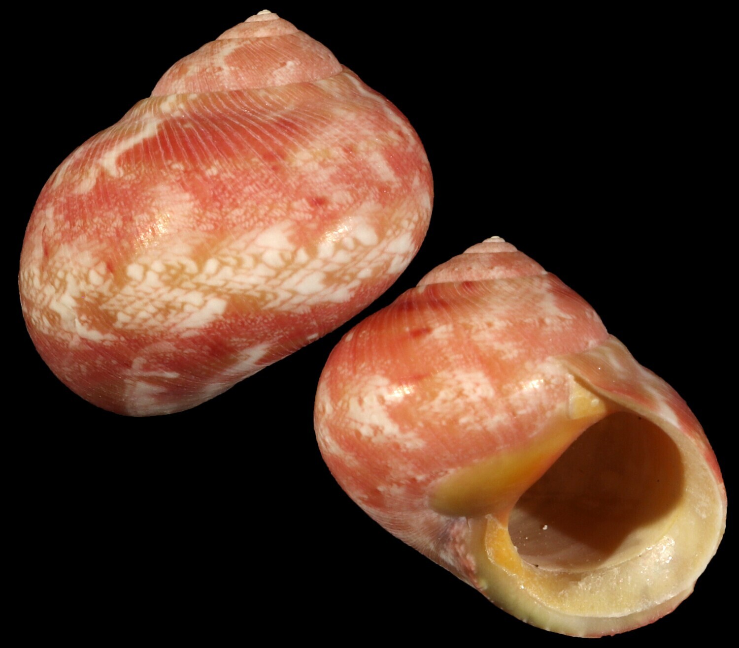 Chrysostoma paradoxum