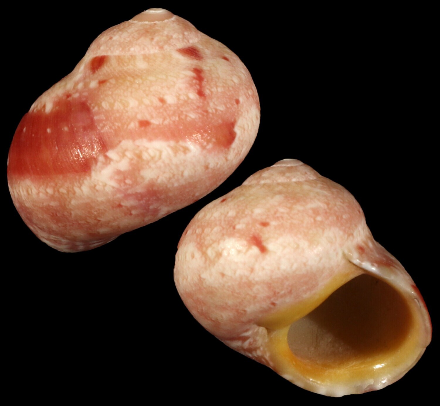 Chrysostoma paradoxum