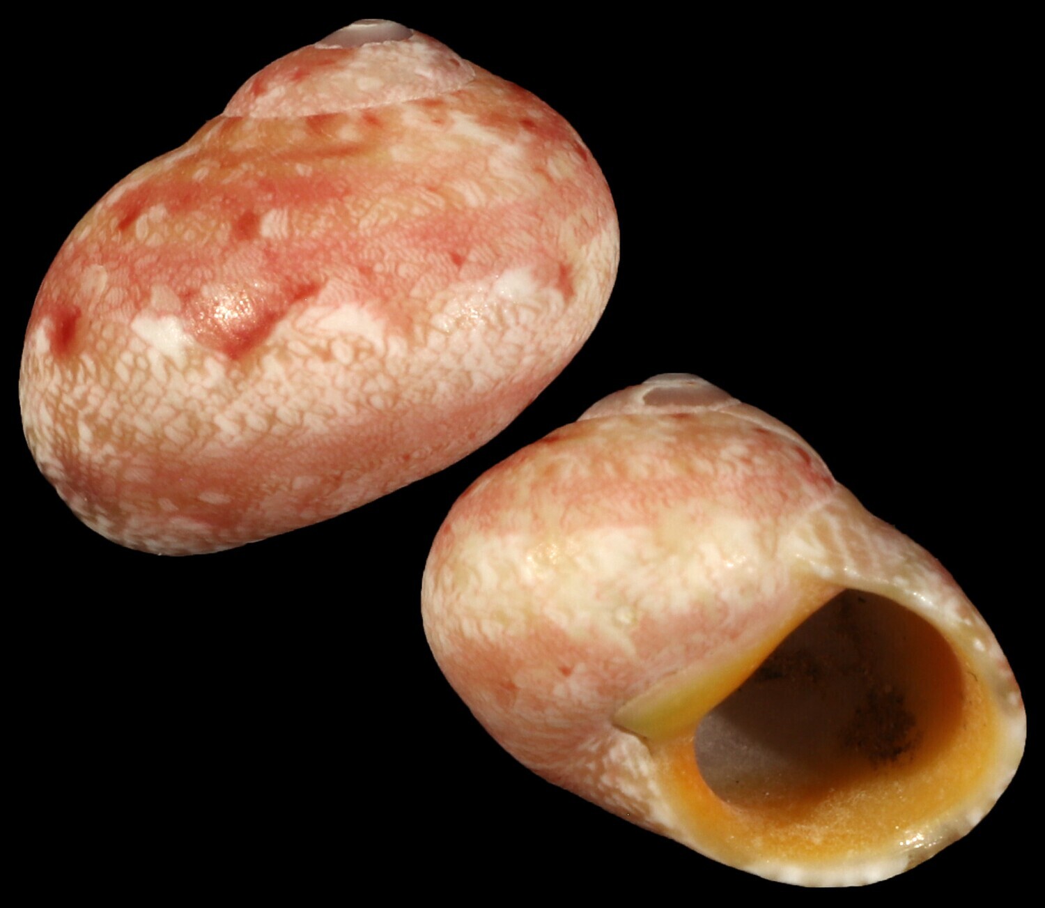 Chrysostoma paradoxum