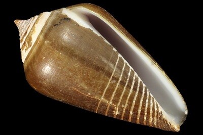 Phasmoconus parius