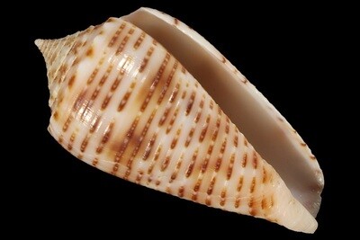 Phasmoconus cebuensis