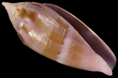 Leporiconus glans