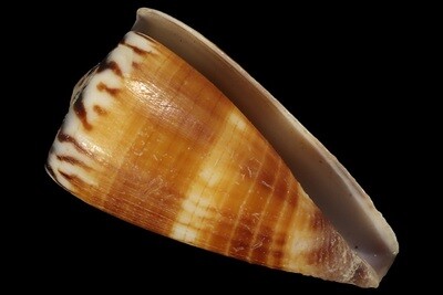 Strategoconus planorbis