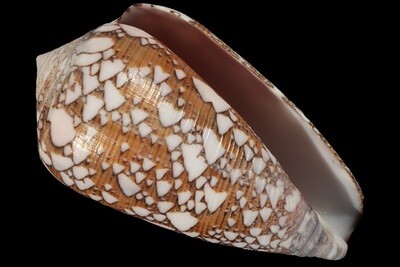 Darioconus beholokensis