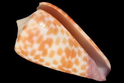 Tesselliconus tessulatus