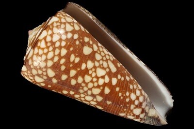Eugeniconus gisellelieae