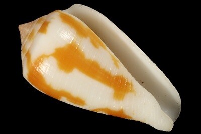 Pionoconus robini